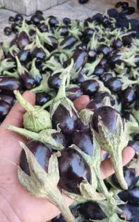 بادمجان ریز ترشی