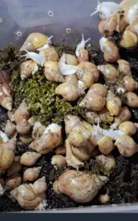 پرورش حلزون آچاتینا