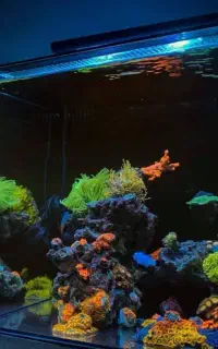 فروشگاه بزرگ اکواریوم و ماهی