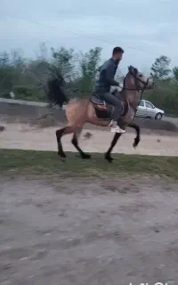 اسب شاه سمند