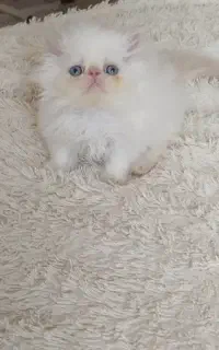 پرشین ردپوینت