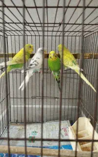 مرغ عشق دو جفت