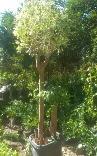 خدمات باغبانی گل و گیاه مراقبت کاشت درخت کودهی