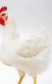 کارگر مرغداری