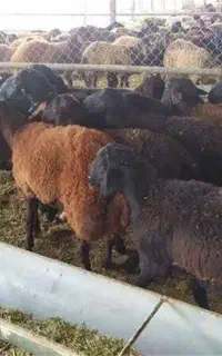 بره نره دو رگ افشار