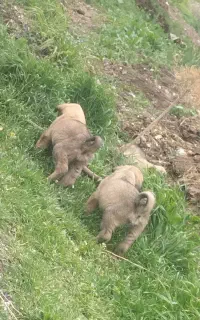 واگذاری سگ سرابی