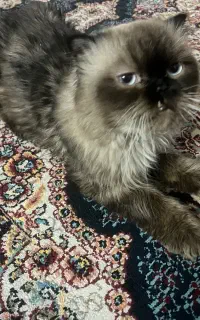 گربه پرشین همالین