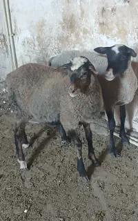 بره ماده اصل رومانوف سه قلوزا