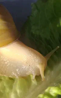 حلزون آچاتینا