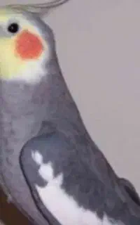 عروس هلندی نر سخنگو