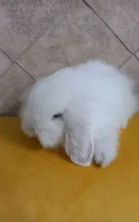 بچه خرگوش نژاد لوپ