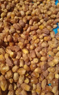 خرمای زاهدی