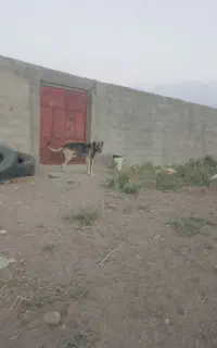 سگ سرابی اصیل