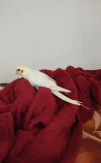 عروس هلندی ماده