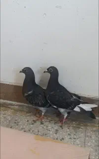 جوجه پلاکی