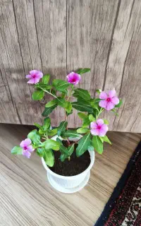 گل ها فروشی