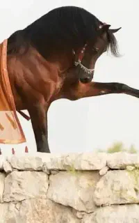 علف معاوضه با اسب نریان