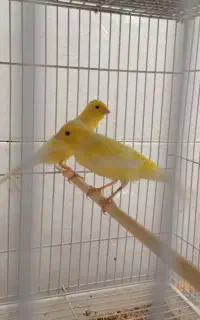 دو عدد قناری ماده مسکویی زیر قیمت