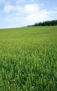 رشد 10 برابری محصولات کشاورزی