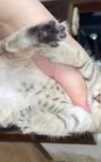 گربه اسکاتیش