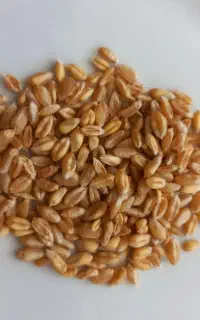 گتدم تناژی