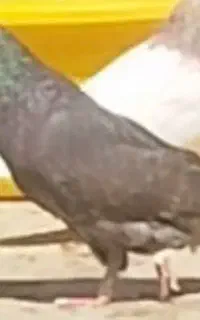 کبوتر رفته هرکی گرفته مژدگانی میدم خدمتش