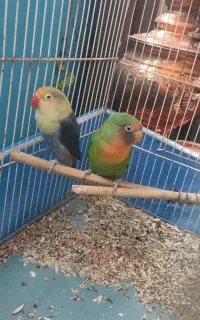 طوطی کوتوله جفت