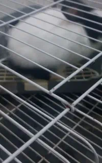 خرگوش سیاه و سفید