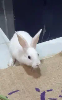 خرگوش