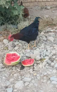 خروس