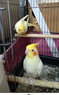عروس هلندی گمشده زردرنگ