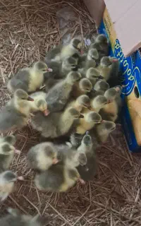 جوجه‌غاز‌های‌سالم‌وسرحال