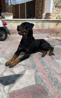 سگ روتوایلر ماده
