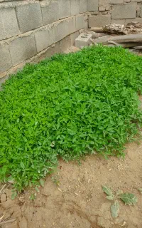 نهال گوجه