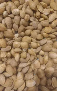 بادام سنگی شیرین کهمره