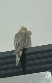 پرنده گم شده / عروس هلندی گم شده