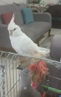 طوطی عروس نر چهارماه کاملا سالم