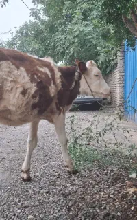 تلیسه سیمینتال