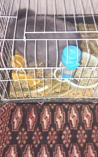 حیوانات خانگی