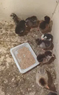 جوجه یک روزه آمروک لاری