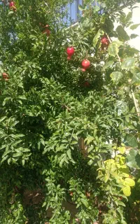 افزایش گل دهی با کمترین هزینه