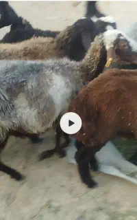 گوسفند میش بره