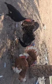 زرگان