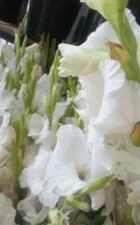 گلایول