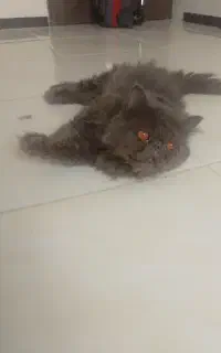 گربه اسکاتیش بلو