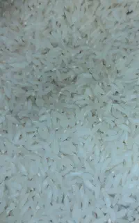 برنج خالص امراللهی کشت اول فریدونکنار ، ۱۰ کیلویی