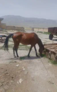 مادیون و کره