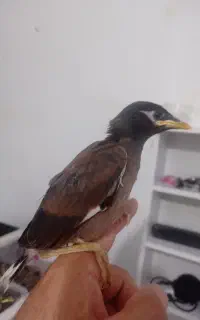مرغ مینا