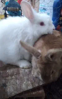 یک جفت خرگوش لوپ نر و ماده