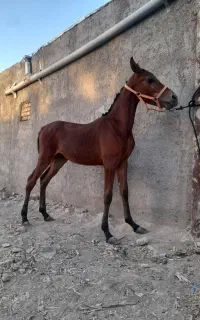 کره مادیون